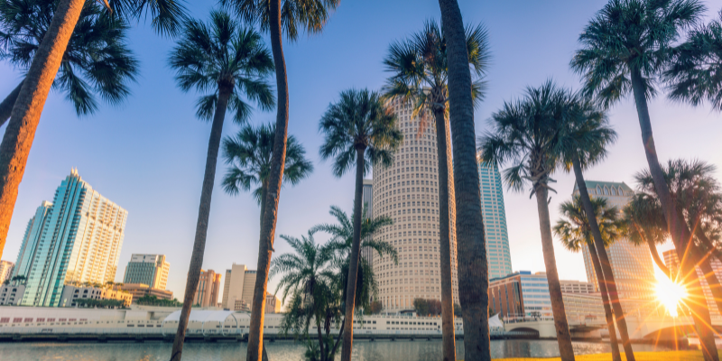 Palm trees rising high in Tampa, Florida.